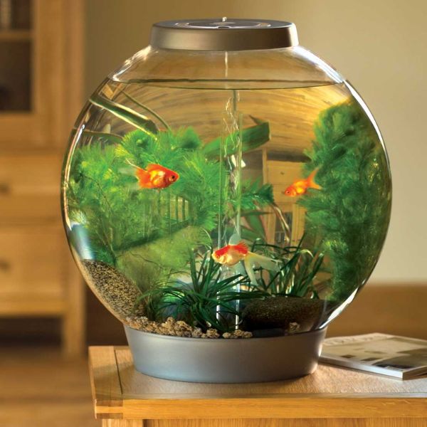 Lợi Ích Bất Ngờ Khi Sử Dụng Đèn Bể Cá Cảnh Mini Cho Bể Cá